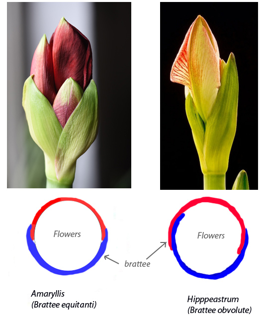 Fiore Rosso: ibrido di Hippeastrum sp. (Amaryllidaceae)